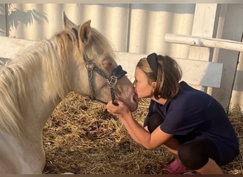 Weitere Ponys/Kleinpferde, Stute, 3 Jahre, 135 cm, Palomino