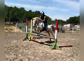 Weitere Ponys/Kleinpferde, Stute, 3 Jahre, 135 cm, Palomino