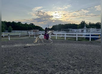 Weitere Ponys/Kleinpferde, Stute, 3 Jahre, 135 cm, Palomino