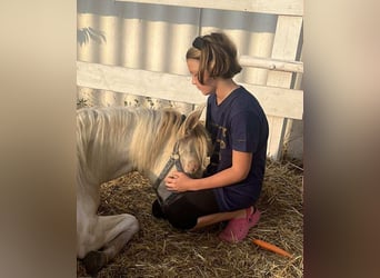 Weitere Ponys/Kleinpferde, Stute, 3 Jahre, 135 cm, Palomino