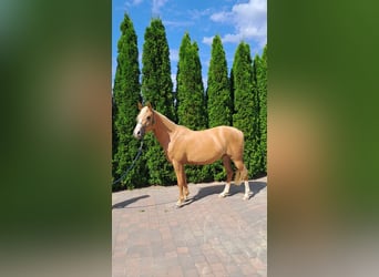Weitere Ponys/Kleinpferde Mix, Stute, 3 Jahre, 140 cm, Palomino