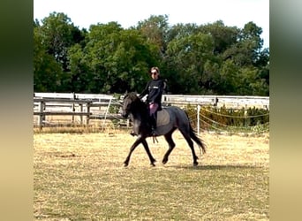 Weitere Ponys/Kleinpferde, Stute, 3 Jahre, 140 cm, Roan-Blue
