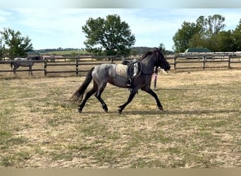 Weitere Ponys/Kleinpferde, Stute, 3 Jahre, 140 cm, Roan-Blue