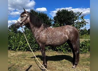 Weitere Ponys/Kleinpferde Mix, Stute, 3 Jahre, 142 cm, Blauschimmel