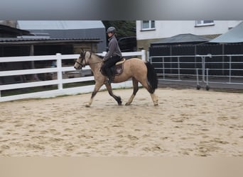 Weitere Ponys/Kleinpferde, Stute, 3 Jahre, 142 cm, Buckskin