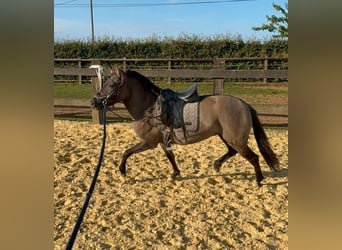 Weitere Ponys/Kleinpferde, Stute, 3 Jahre, 143 cm, Grullo