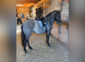 Weitere Ponys/Kleinpferde, Stute, 3 Jahre, 143 cm, Grullo