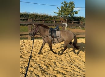 Weitere Ponys/Kleinpferde, Stute, 3 Jahre, 143 cm, Grullo