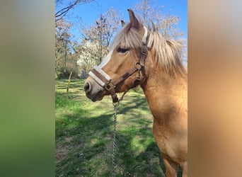 Weitere Ponys/Kleinpferde, Stute, 3 Jahre, 145 cm, Palomino
