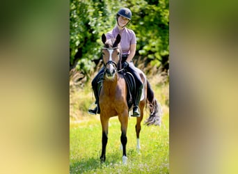 Weitere Ponys/Kleinpferde, Stute, 3 Jahre, 146 cm, Brauner