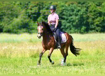 Weitere Ponys/Kleinpferde, Stute, 3 Jahre, 146 cm, Brauner
