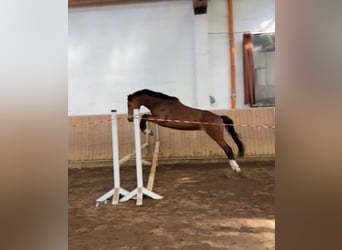 Weitere Ponys/Kleinpferde, Stute, 3 Jahre, 146 cm, Brauner
