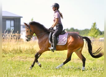 Weitere Ponys/Kleinpferde, Stute, 3 Jahre, 146 cm, Brauner