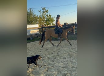 Weitere Ponys/Kleinpferde, Stute, 3 Jahre, 147 cm, Buckskin