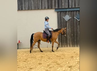 Weitere Ponys/Kleinpferde, Stute, 3 Jahre, 147 cm, Buckskin