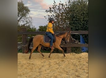 Weitere Ponys/Kleinpferde, Stute, 3 Jahre, 147 cm, Buckskin