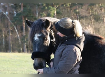 Weitere Ponys/Kleinpferde Mix, Stute, 3 Jahre, 147 cm, Rappschimmel
