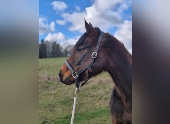 Weitere Ponys/Kleinpferde, Stute, 3 Jahre, 148 cm, Brauner
