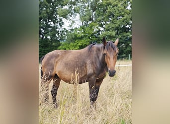 Weitere Ponys/Kleinpferde, Stute, 3 Jahre, 148 cm, Dunkelbrauner