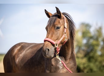 Weitere Ponys/Kleinpferde, Stute, 3 Jahre, 148 cm, Dunkelbrauner