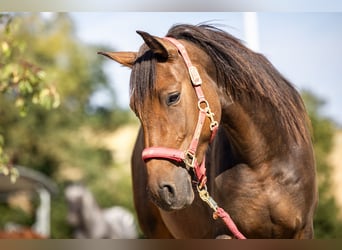 Weitere Ponys/Kleinpferde, Stute, 3 Jahre, 148 cm, Dunkelbrauner