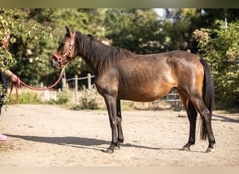Weitere Ponys/Kleinpferde, Stute, 3 Jahre, 148 cm, Dunkelbrauner