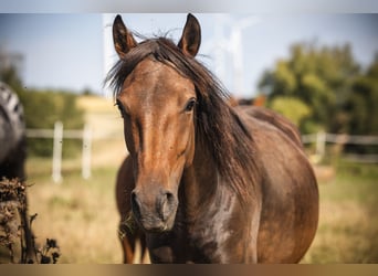 Weitere Ponys/Kleinpferde, Stute, 3 Jahre, 148 cm, Dunkelbrauner