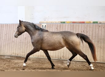 Weitere Ponys/Kleinpferde, Stute, 3 Jahre, 148 cm, Falbe