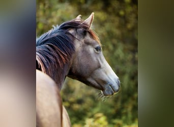 Weitere Ponys/Kleinpferde, Stute, 3 Jahre, 148 cm, Falbe