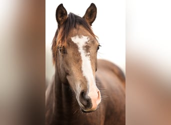 Weitere Ponys/Kleinpferde, Stute, 3 Jahre, 148 cm, Falbe