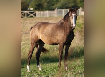 Weitere Ponys/Kleinpferde, Stute, 3 Jahre, 148 cm, Falbe