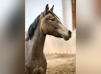 Weitere Ponys/Kleinpferde, Stute, 3 Jahre, 148 cm, Falbe