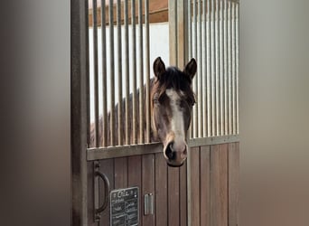 Weitere Ponys/Kleinpferde, Stute, 3 Jahre, 148 cm, Falbe
