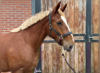 Weitere Ponys/Kleinpferde Mix, Stute, 3 Jahre, 150 cm, Fuchs