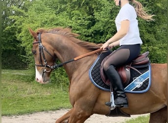 Weitere Ponys/Kleinpferde, Stute, 3 Jahre, 151 cm, Fuchs