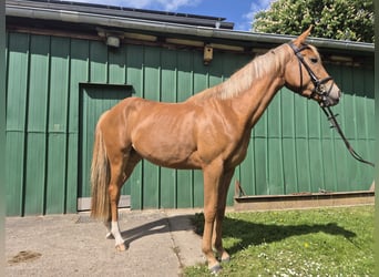 Weitere Ponys/Kleinpferde, Stute, 3 Jahre, 152 cm, Fuchs