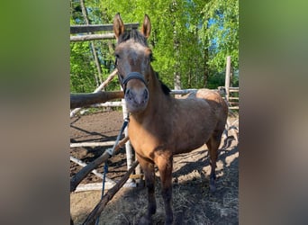 Weitere Ponys/Kleinpferde, Stute, 3 Jahre, 160 cm, Tigerschecke