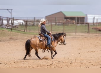 Weitere Ponys/Kleinpferde, Stute, 4 Jahre, 107 cm, Buckskin