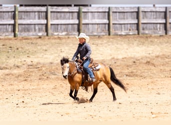 Weitere Ponys/Kleinpferde, Stute, 4 Jahre, 107 cm, Buckskin