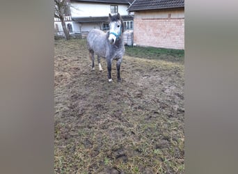 Weitere Ponys/Kleinpferde Mix, Stute, 4 Jahre, 123 cm