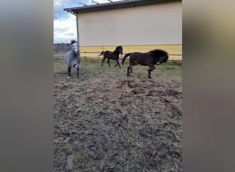 Weitere Ponys/Kleinpferde Mix, Stute, 4 Jahre, 123 cm