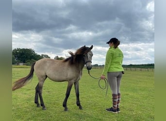 Weitere Ponys/Kleinpferde, Stute, 4 Jahre, 125 cm, Braunfalbschimmel