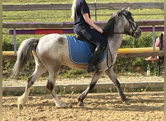 Weitere Ponys/Kleinpferde, Stute, 4 Jahre, 125 cm, Schimmel