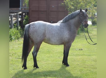 Weitere Ponys/Kleinpferde, Stute, 4 Jahre, 130 cm, Roan-Bay