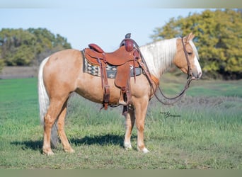 Weitere Ponys/Kleinpferde, Stute, 4 Jahre, 135 cm, Palomino