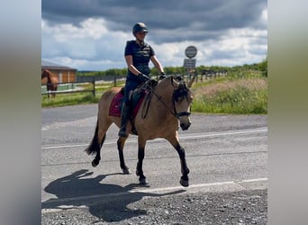 Weitere Ponys/Kleinpferde, Stute, 4 Jahre, 138 cm, Falbe