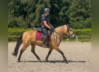 Weitere Ponys/Kleinpferde, Stute, 4 Jahre, 138 cm, Falbe