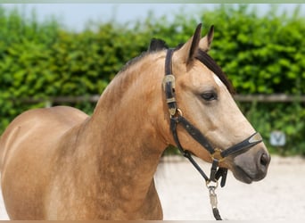 Weitere Ponys/Kleinpferde, Stute, 4 Jahre, 138 cm, Falbe