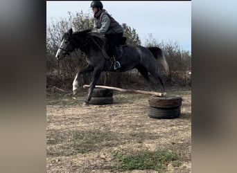 Weitere Ponys/Kleinpferde, Stute, 4 Jahre, 140 cm, Apfelschimmel Weitere Ponys/Kleinpferde, Stute, 4 Jahre, 140 cm, Apfelschimmel