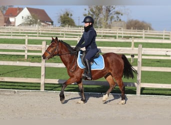 Weitere Ponys/Kleinpferde, Stute, 4 Jahre, 140 cm, Brauner